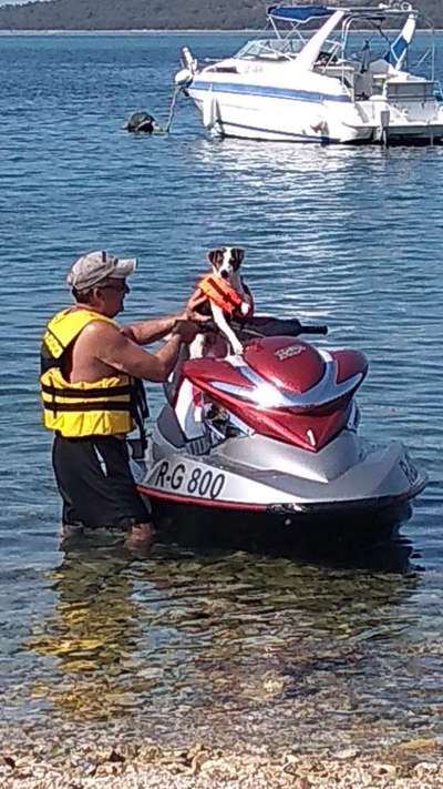 Die Dogorama Wochen Challenge-Beitrag-Bild