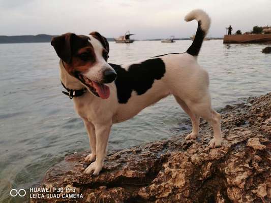 Die Dogorama Wochen Challenge-Beitrag-Bild