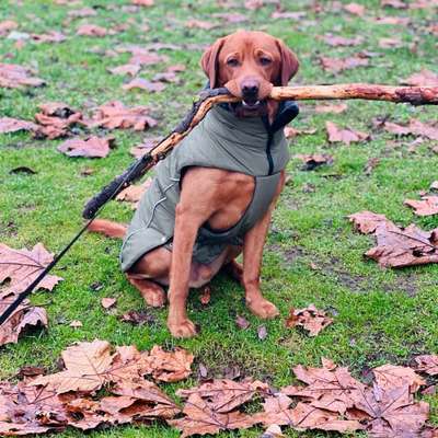 Hundetreffen-Spielen-Bild