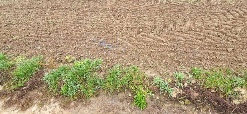 Giftköder-Blaukorn im Feld-Bild