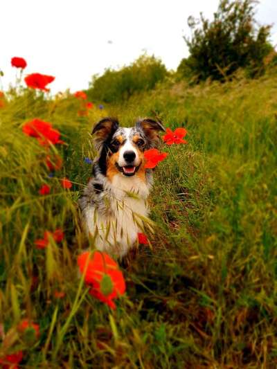 Dein Hund im Dogorama-Kalender 2021-Beitrag-Bild