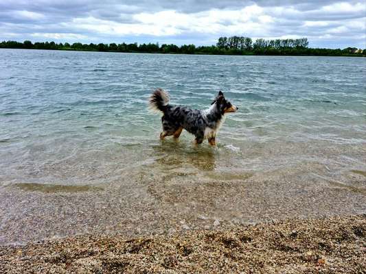 Dein Hund im Dogorama-Kalender 2021-Beitrag-Bild