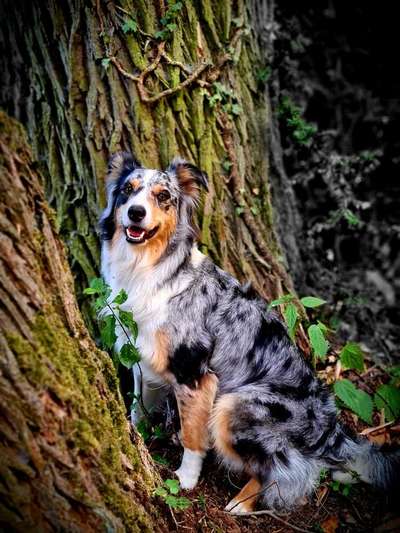 Foto's und Hundemodels-Beitrag-Bild