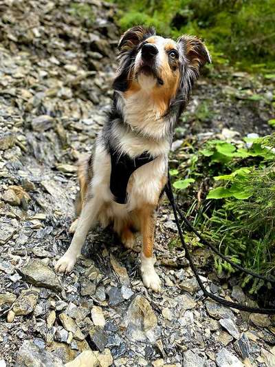 Dein Hund im Dogorama-Kalender 2021-Beitrag-Bild