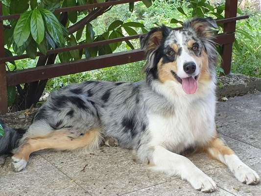 Aussies-Beitrag-Bild