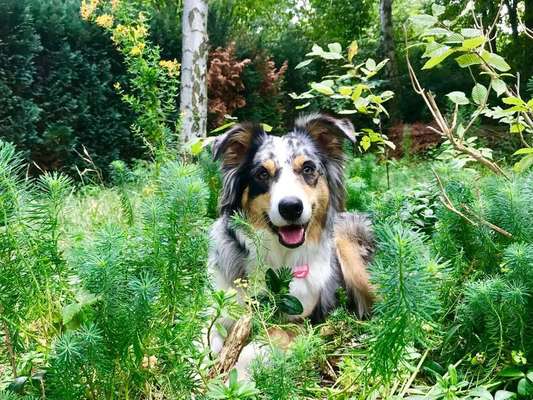 Zeigt mal die schönsten Bilder von euren Hunden !-Beitrag-Bild