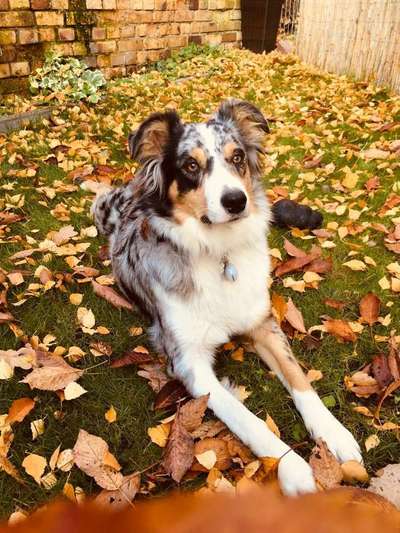 Dein Hund im Dogorama-Kalender 2021-Beitrag-Bild