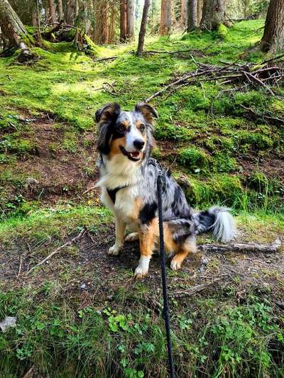 Dein Hund im Dogorama-Kalender 2021-Beitrag-Bild