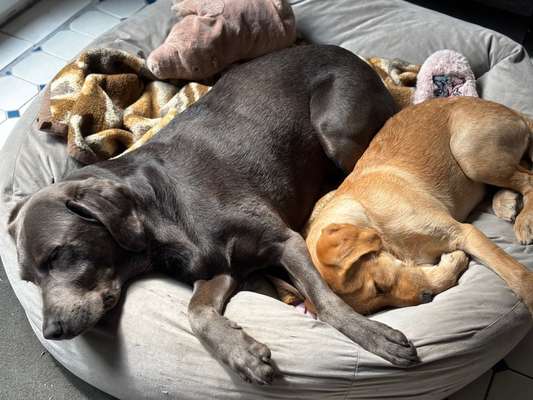 Hundetreffen-Junghundtreffen-Bild
