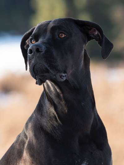 Zeichnungen eurer Hunde-Beitrag-Bild