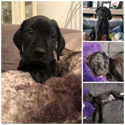 Welpen Bilder !-Beitrag-Bild