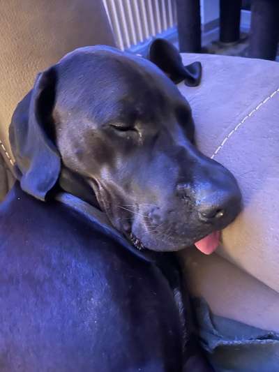 Tongue Out Tuesday-Beitrag-Bild