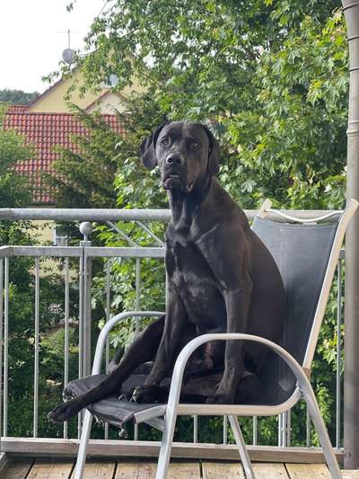 Die Dogorama Kalender Challenge 4/4-Beitrag-Bild