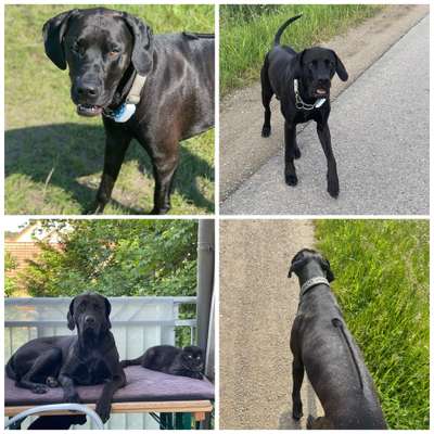 Mischlingshunde Foto Aufruf-Beitrag-Bild