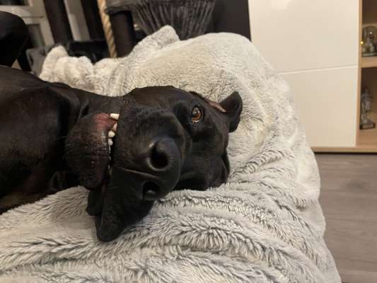 Zeigt mir die tollste Nahaufnahme von eurer Fellnase-Beitrag-Bild