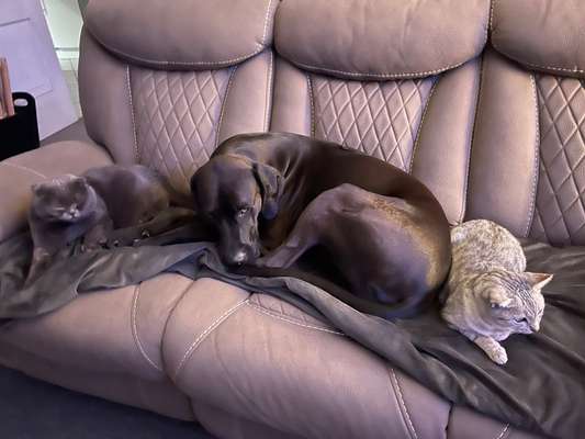 Fotochallenge Nr. 51 "Euer Hund mit anderen Tieren"-Beitrag-Bild