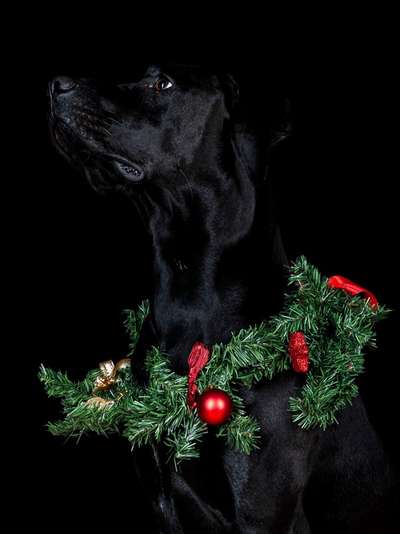 It's beginning to look a lot like.....-Beitrag-Bild