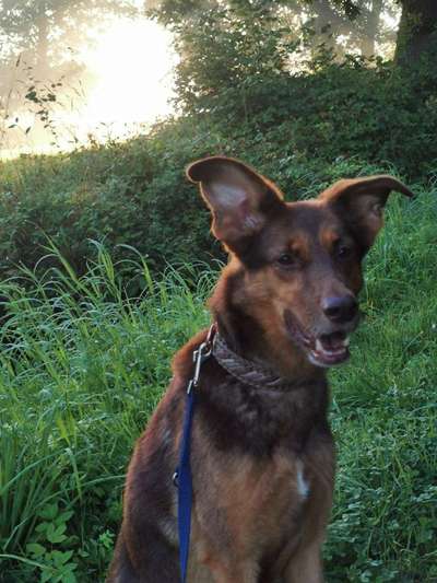 Hundetreffen-Spaziergänge zu zweit oder mehr-Bild