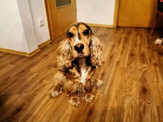 Cocker Spaniel-Beitrag-Bild