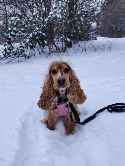 Zeigt mal die schönsten Bilder von euren Hunden !-Beitrag-Bild