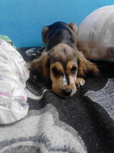 Welpen Bilder !-Beitrag-Bild