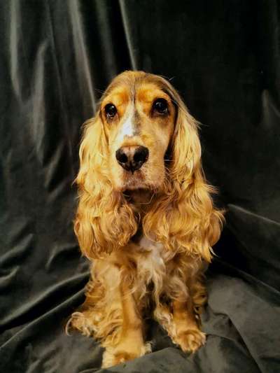 Cocker Spaniel-Beitrag-Bild