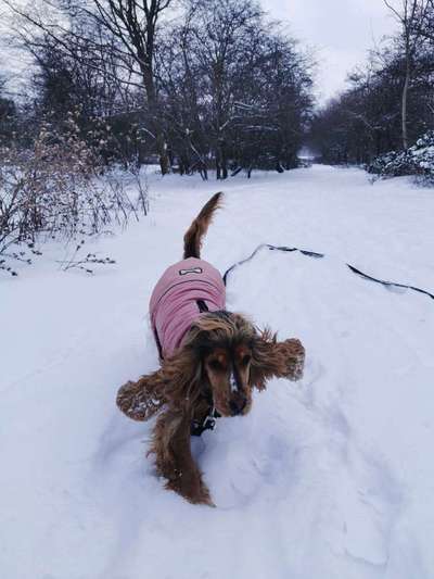 Challenge Nr. 16         Dynamik - Dein Hund in Bewegung-Beitrag-Bild