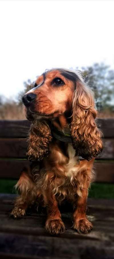 Foto's und Hundemodels-Beitrag-Bild