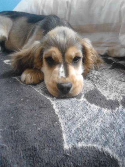 Welpen Bilder !-Beitrag-Bild