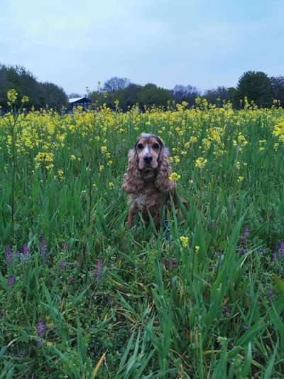 Die Dogorama Monats Challenge "Es grünt und blüht"-Beitrag-Bild