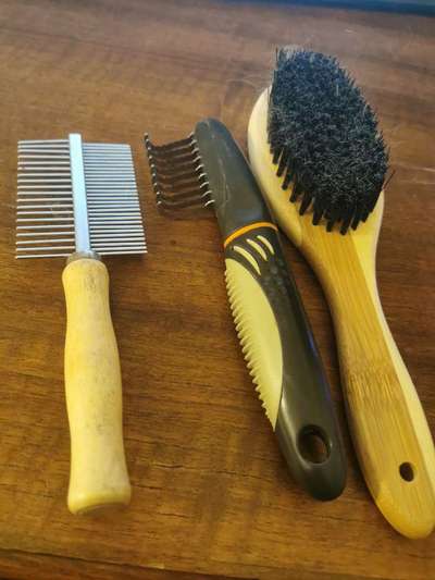 Cocker Spaniel-Beitrag-Bild