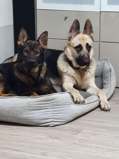 Wo sind die Osteuropäischen Schäferhunde-Beitrag-Bild