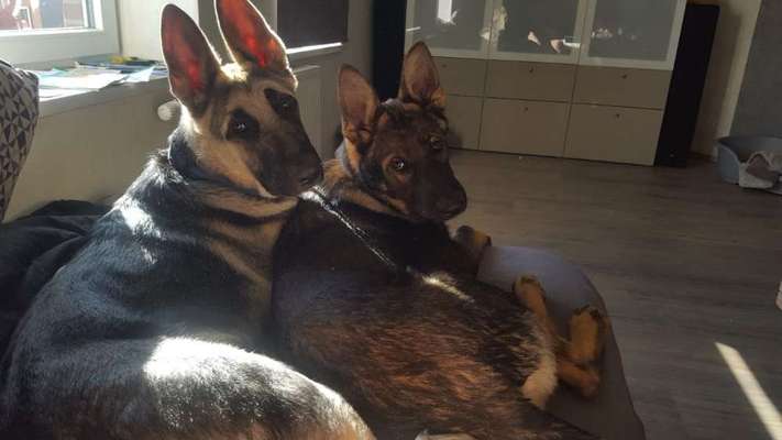 Wo sind die Osteuropäischen Schäferhunde-Beitrag-Bild