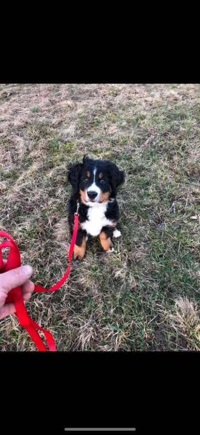 Welpen Bilder !-Beitrag-Bild