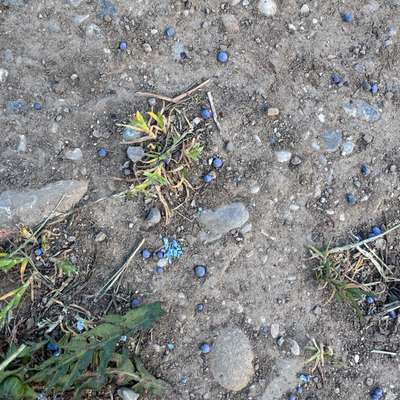 Giftköder-Blaue Körner (Dünger)-Bild