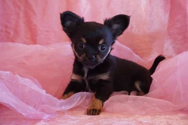 Welpen Bilder !-Beitrag-Bild