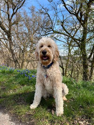 Goldendoodle-Beitrag-Bild