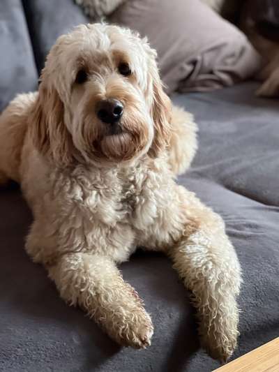 Goldendoodle-Beitrag-Bild