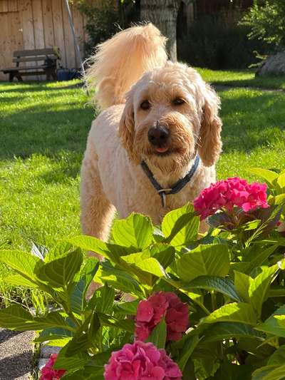 Goldendoodle-Beitrag-Bild