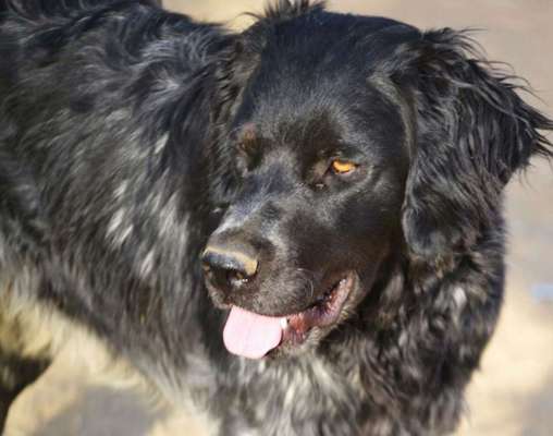 Englisch Setter?-Beitrag-Bild