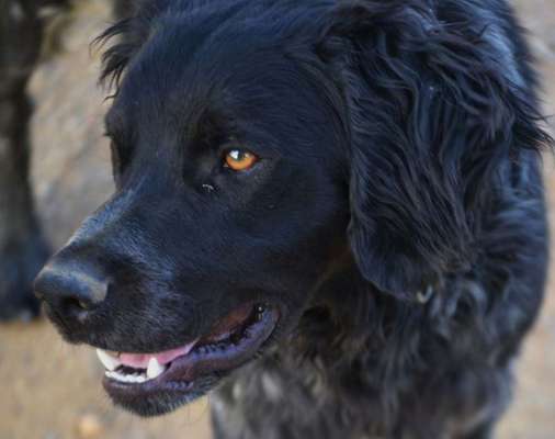 Englisch Setter?-Beitrag-Bild