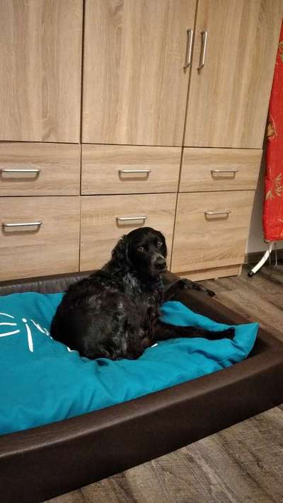 Englisch Setter?-Beitrag-Bild