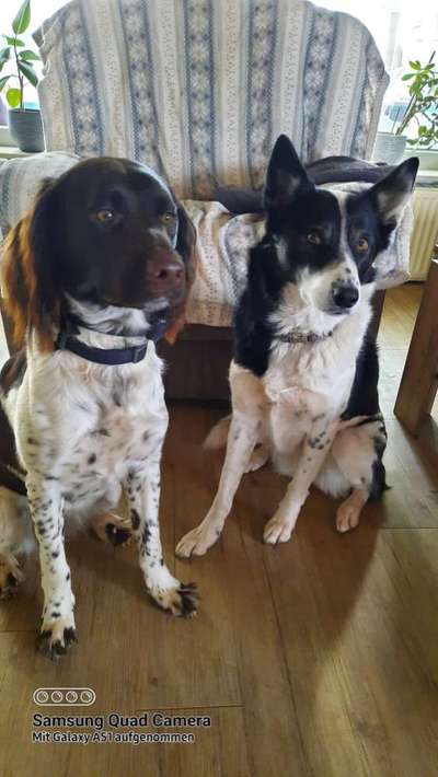 Hundeauslaufgebiet-Freilauffläche am Eisweiher-Bild