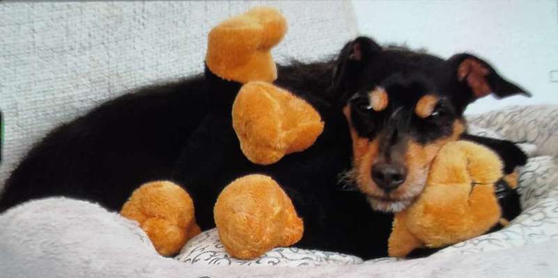 Wo sind die Jack und Parson Russell Terrier?-Beitrag-Bild