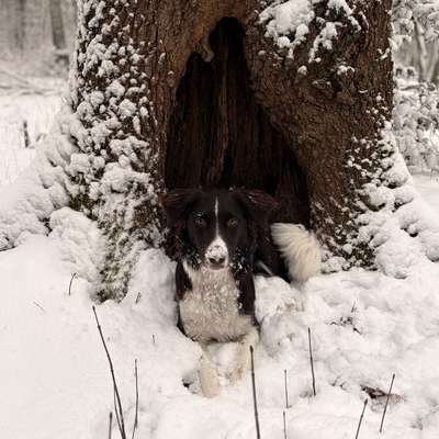 Hundetreffen-Gassi- und Spielrunden-Bild