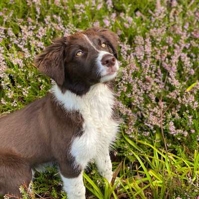 Hundetreffen-Gassi- und Spielrunden-Bild