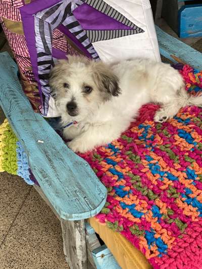 Rassen und ihre Eigenschaften-Beitrag-Bild