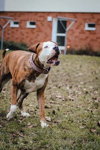 Dogorama Blog Challenge: Hundetricks-Beitrag-Bild