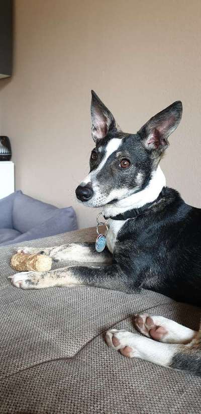 Mischlinge raten - Rätselspaß-Beitrag-Bild