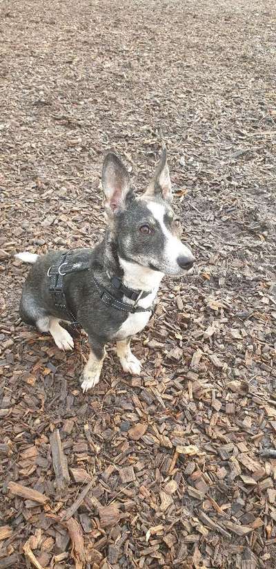 Mischlingshunde Foto Aufruf-Beitrag-Bild